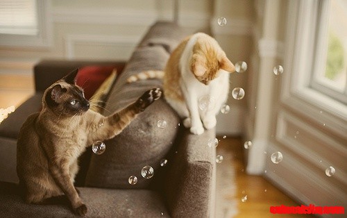 Cats and Bubbles