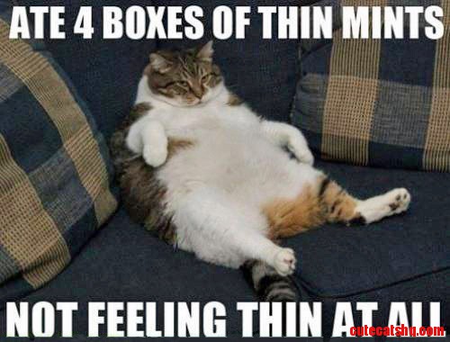 Cats...