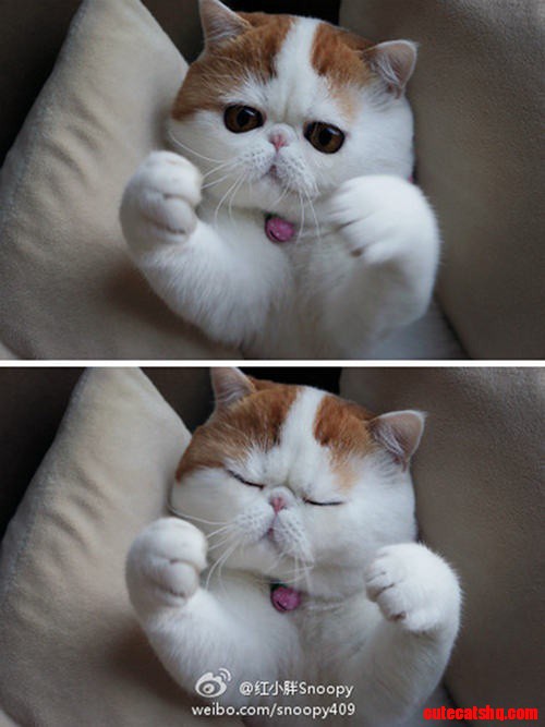 Cute Exotic Cat Snoopy Peekaboo
