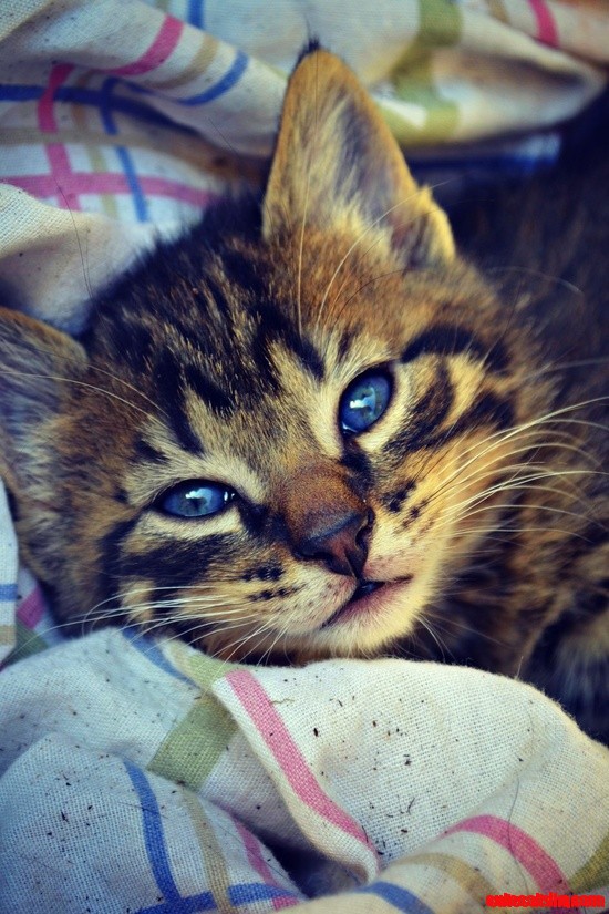 Cute Kitten Love