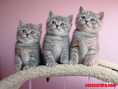 Cute Little Kittens