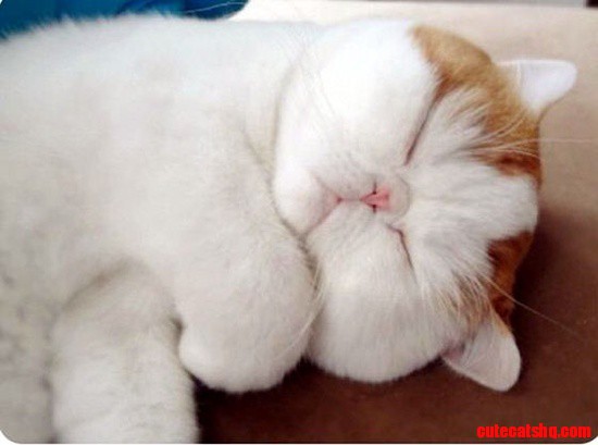 Cutest-cat-ever-snoopy-sleeping