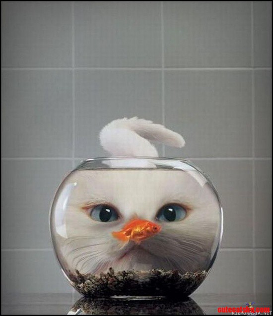 Cuttie Cat
