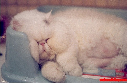 Do Not Disturb
