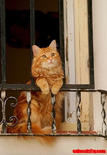 Every Cat Should Have a Balcony