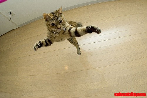 Flying Kitty