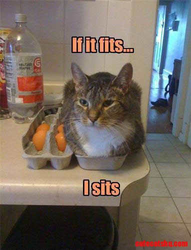 Funny Cat Egg Carton