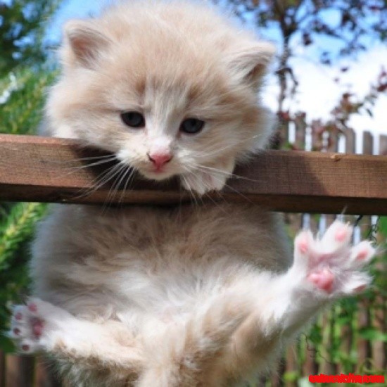 Hang in There Baby