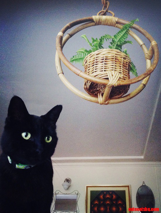 Hanging Plants, Rattan + Kitties. Essential Ingredients for Any Self-respecting Jungalow.