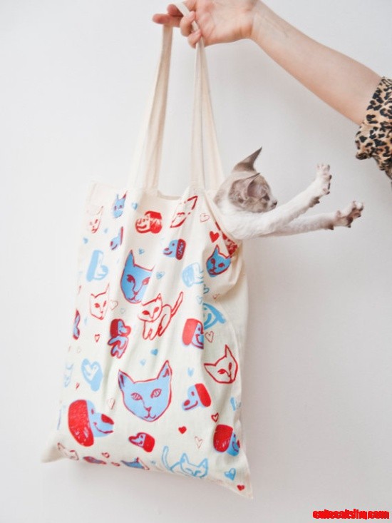 Hehe! Kitty Surprise! Want.
