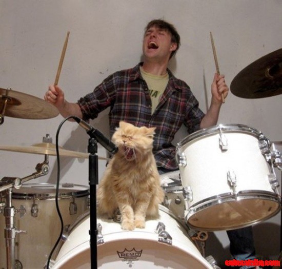 Im Not Partial to Cats but This Is Awesome