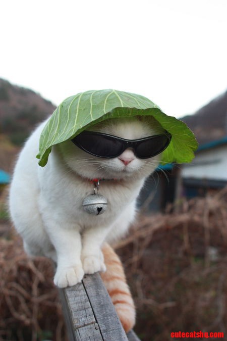 Incognito