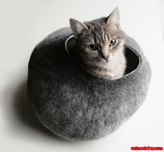 Kitteh Pod