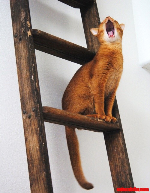 Kitten on a Ladder