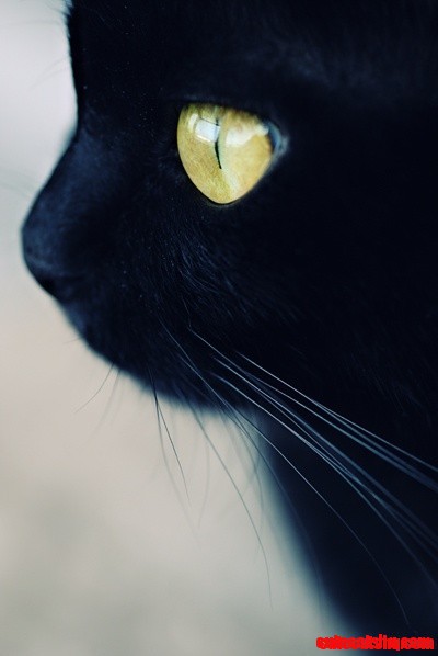 Kitty Kitty