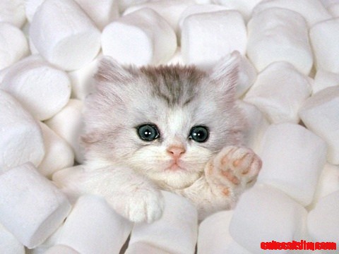 Kitty Puffs