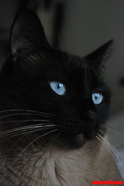 Look at Those Eyes!