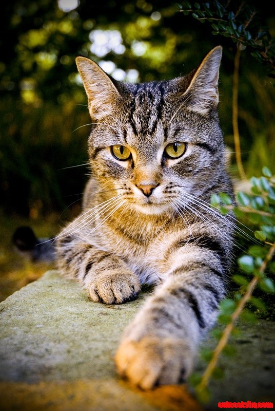 Meow