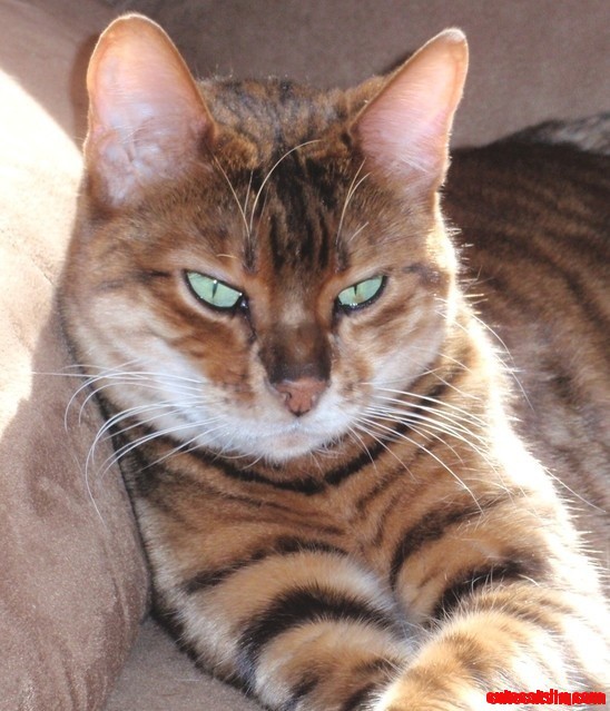 My New Favorite Cat Breed - the Toyger - (Mini-tigers!)