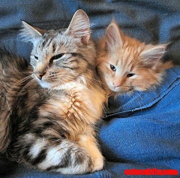Norwegian Forest Cat Ulysses As a Kitten