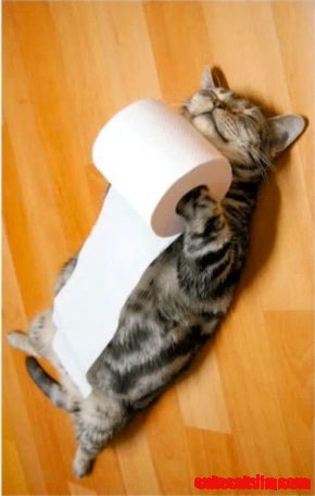 Paper Holder Cat