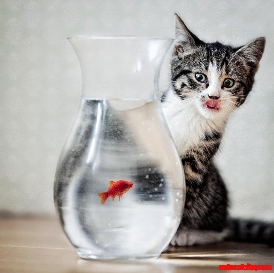 Poor Fish