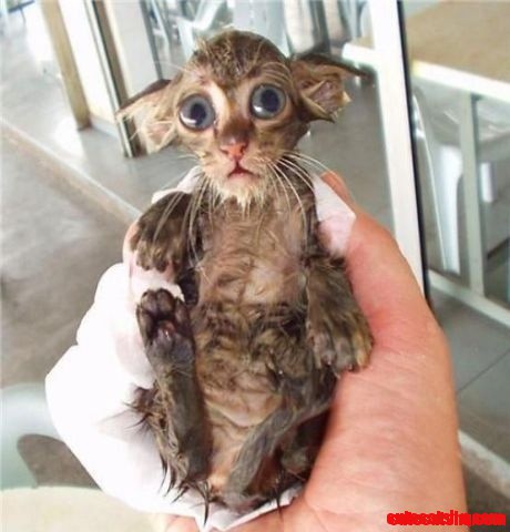 Poor Little Thing!