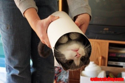 Purrito
