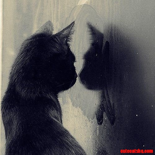 Reflection, Shadow, Composition