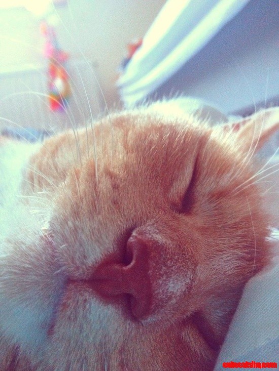 Sleeping Cat