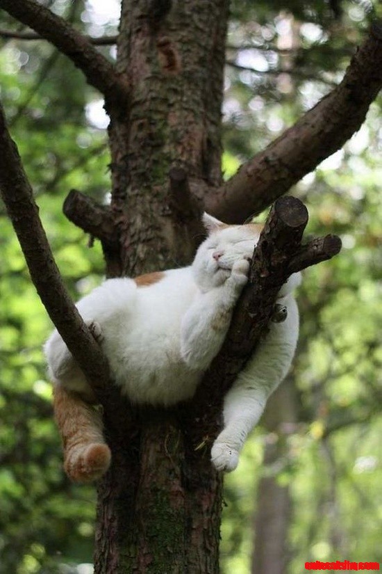 Sleepy Head