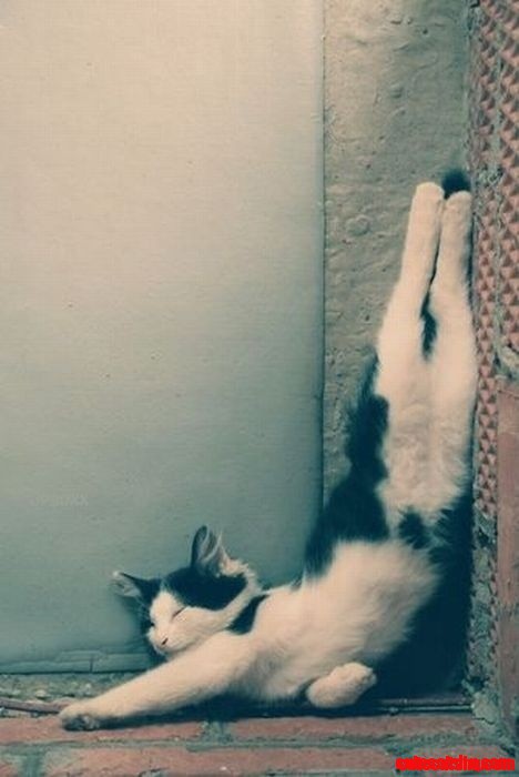 So Cute!
