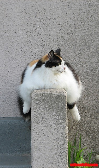 Wow Talkin About Sitting on the Wall.  Where Did Humpty Dumpty Go?