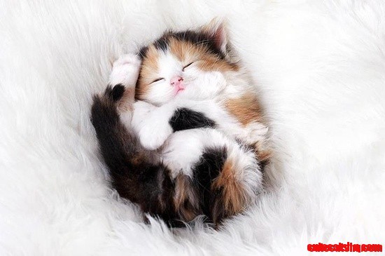 Yin and Yang