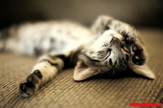 Aaaww Kitty