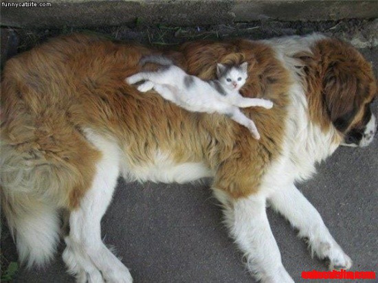 Awww
