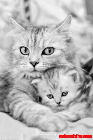 Beautiful Cats