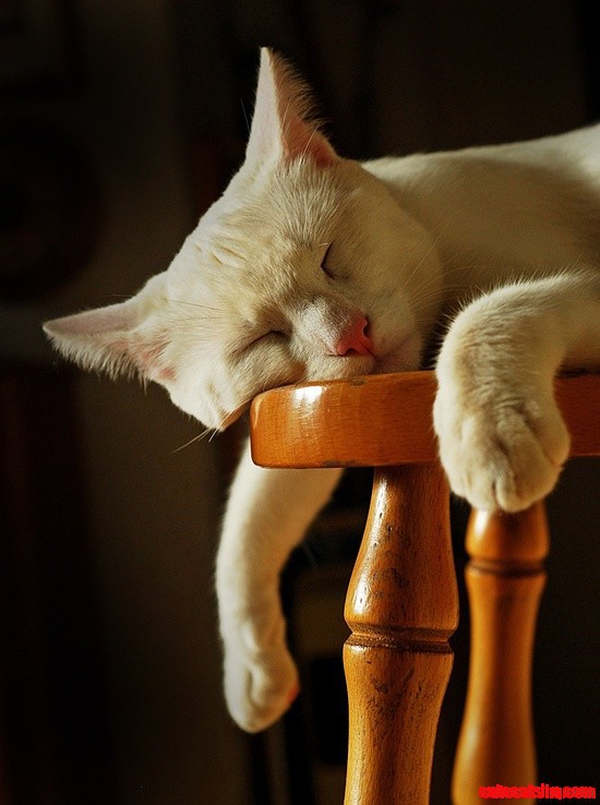 Cat Nap Time!