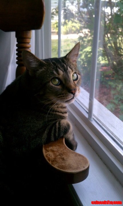 Cat Stan!