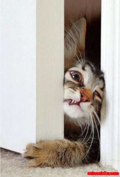 Cat Face