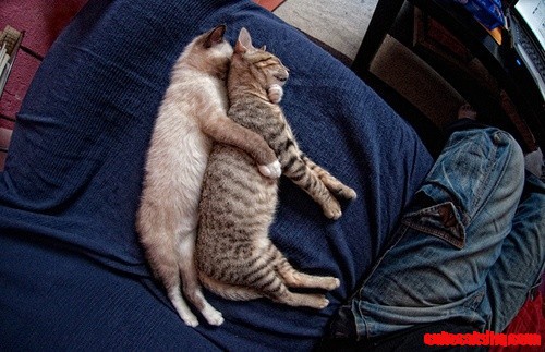 Cat Friends