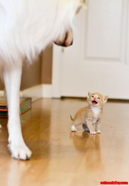 Cat Have No Fear