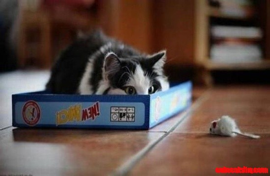 Cat Stalking in a Box