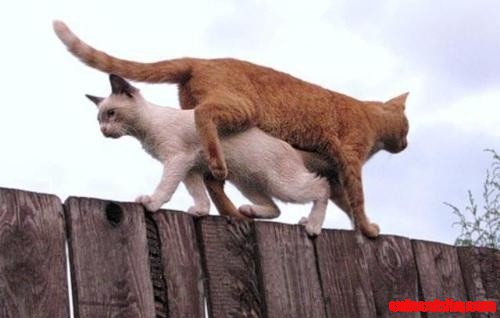 Cat Underpass