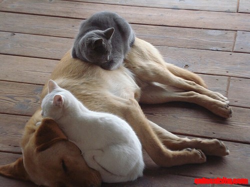 Cute Animals Make Me Happy