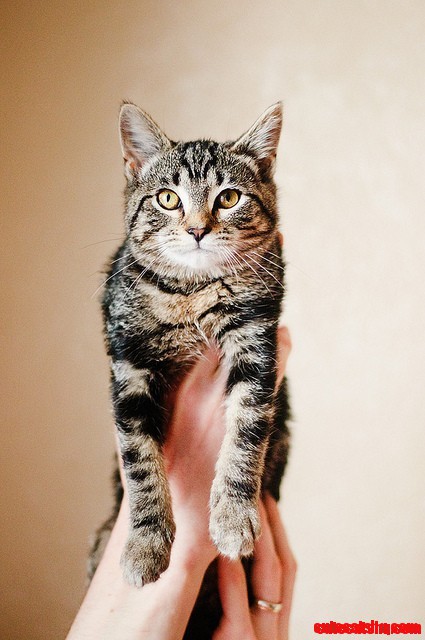 Cute Cat Cat Cat