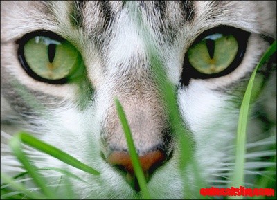Green Cat Eyes
