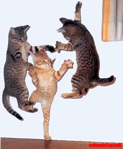 Jumping Cats