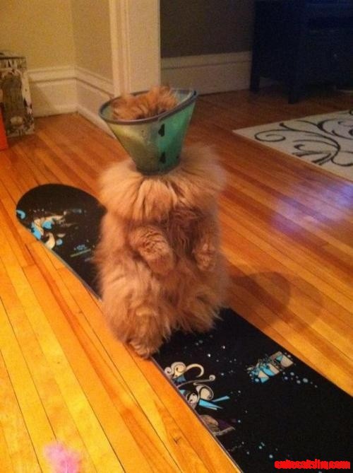 Kitty Cant Stop Laughing
