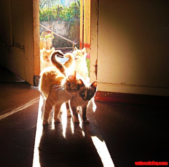 Kitty Friends
